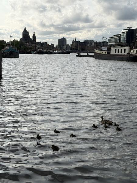 A tranquil scene unfolds on the Oosterdok in Amsterdam, where a mother duck and her ducklings gracefully navigate the calm waters